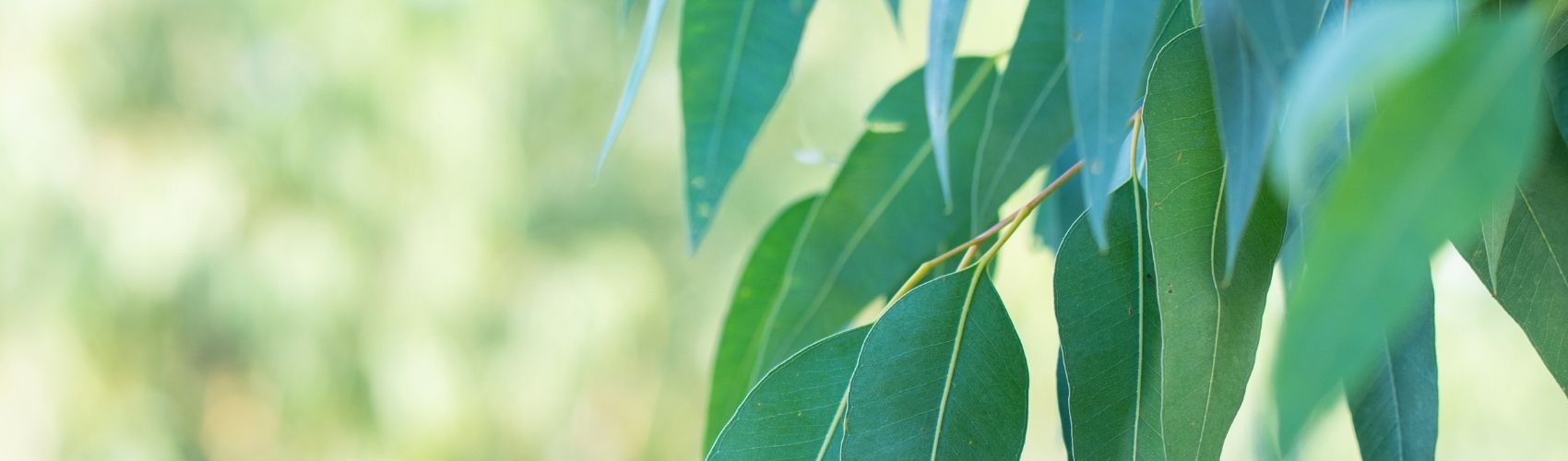 Nature’s Way – Rebirthing Breathwork a pathway to “being you”